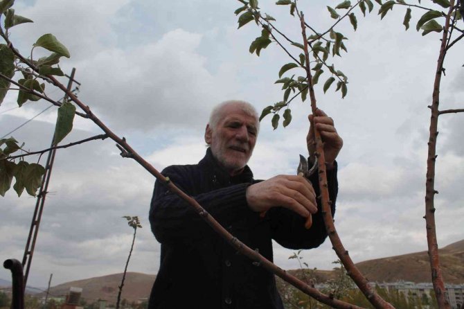 Yıllarca Öğrenci Yetiştiren Eğitimci, Emekli Olduktan Sonra Sebze Ve Tahıl Yetiştirmeye Başladı