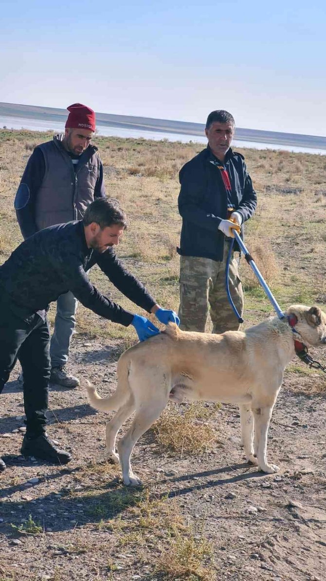 Çocukları Yaralayan Sokak Köpeklerine Kuduz Aşısı Yapıldı