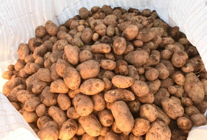 Türkiye’nin Patates İhtiyacının Yüzde 9’unu Ahlat Karşılıyor