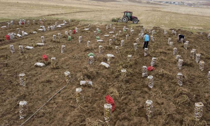 Türkiye’nin Patates İhtiyacının Yüzde 9’unu Ahlat Karşılıyor