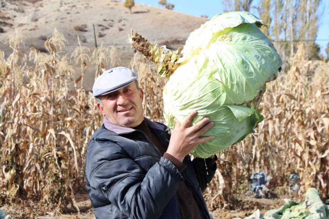 40 Kiloluk Lahanalar Şaşkına Çeviriyor