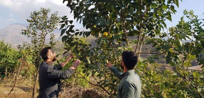 Yanlışlıkla İlçeyi Cennet Hurmasıyla Tanıştırdı