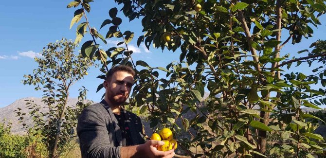 Yanlışlıkla İlçeyi Cennet Hurmasıyla Tanıştırdı