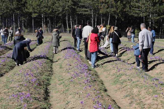 Safran Tarlaları Üç Haftada 60 Bin Ziyaretçiyi Ağırladı