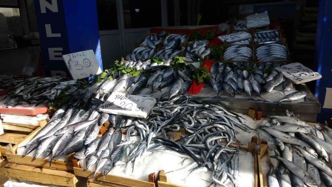 Karadeniz’de Palamut Avcılığının 15 Gün Daha Sürmesi Bekleniyor