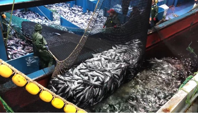 Karadeniz’de Palamut Avcılığının 15 Gün Daha Sürmesi Bekleniyor