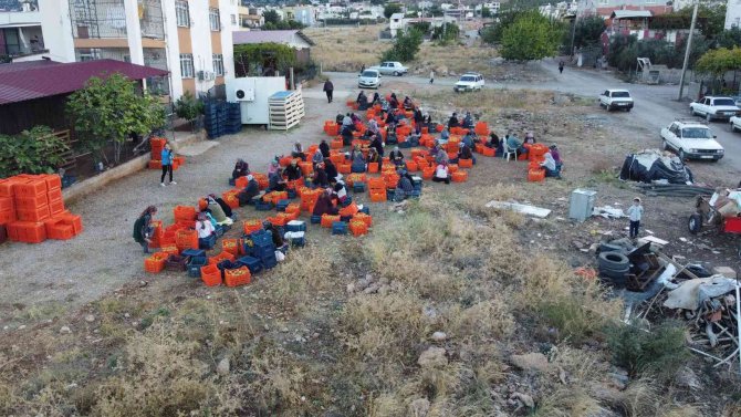 Bu Meyvenin Kurusu Yaşından 10 Kat Pahalıya Satılıyor