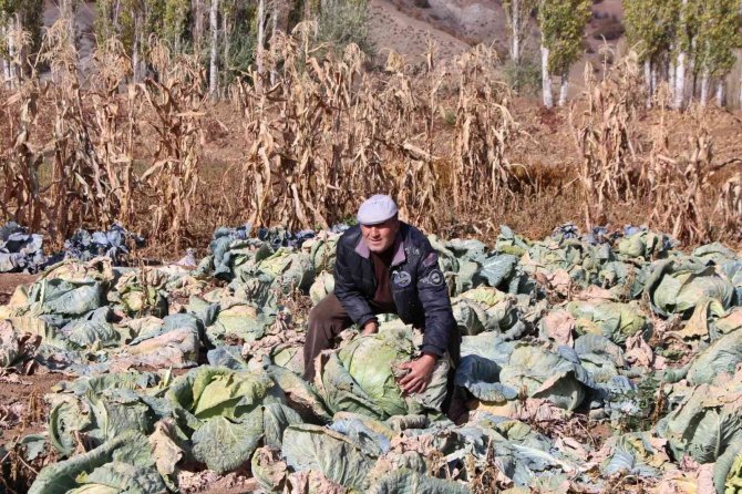 40 Kiloluk Lahanalar Şaşkına Çeviriyor
