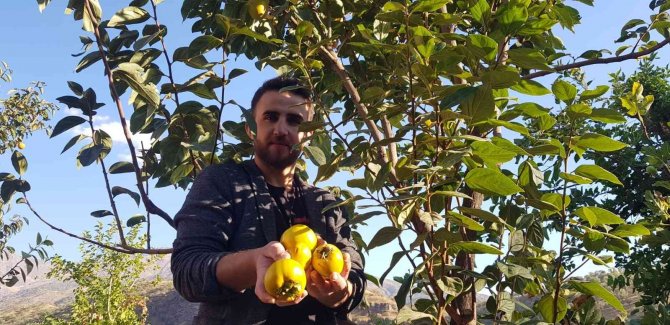 Yanlışlıkla İlçeyi Cennet Hurmasıyla Tanıştırdı