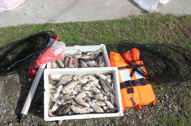 İ̇srail Sazanı İle Mücadele: 3 Yılda 860 Ton İstilacı Balık Yakalanacak