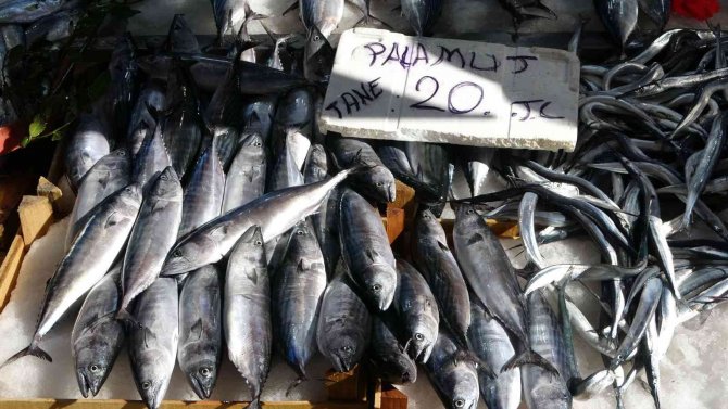 Karadeniz’de Palamut Avcılığının 15 Gün Daha Sürmesi Bekleniyor