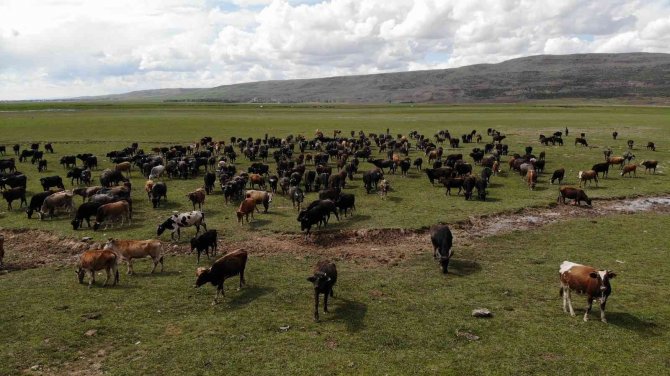 Bitlis’te Manda Popülasyonu Artmaya Devam Ediyor
