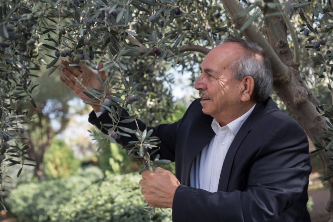 Tariş Zeytinyağı Taban Fiyatını Açıkladı