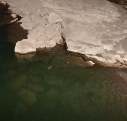 Koruma Altındaki Su Samurlarının Yüzme Keyfi