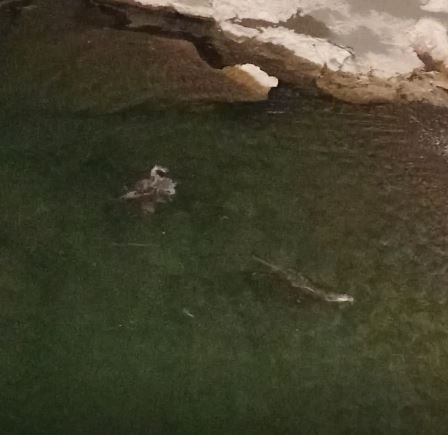 Koruma Altındaki Su Samurlarının Yüzme Keyfi