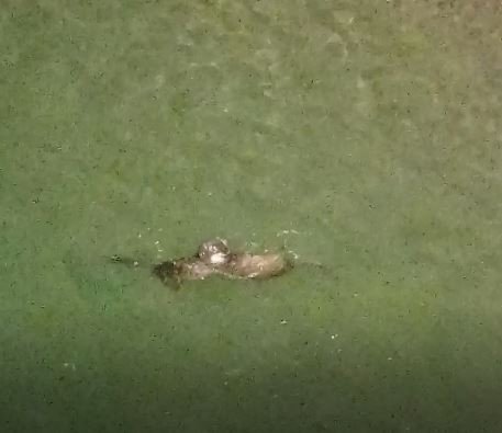 Koruma Altındaki Su Samurlarının Yüzme Keyfi