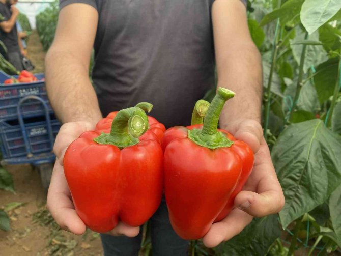 İ̇hracatın Yıldızı Kaliforniya Biberinin Hasatı Başladı, İlk Rotası Rusya Oldu
