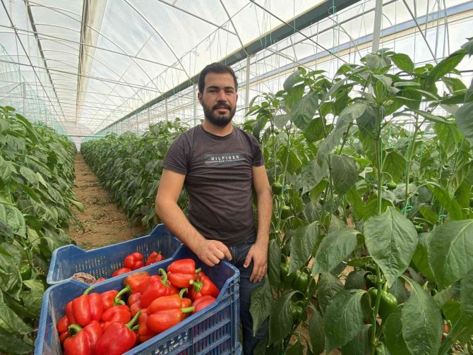 İ̇hracatın Yıldızı Kaliforniya Biberinin Hasatı Başladı, İlk Rotası Rusya Oldu