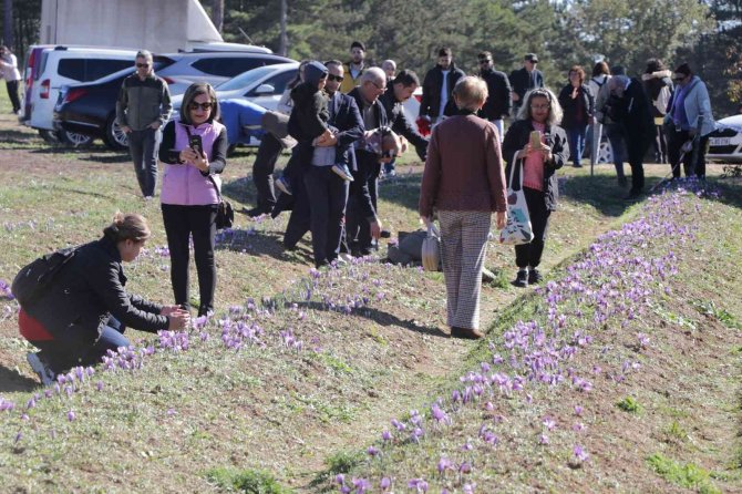 Safran Tarlaları Üç Haftada 60 Bin Ziyaretçiyi Ağırladı