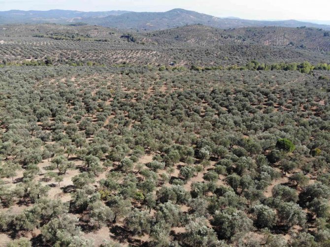 735 Bin Ton Sofralık Zeytin Üretimi İle Dünya Rekoru Türkiye’nin