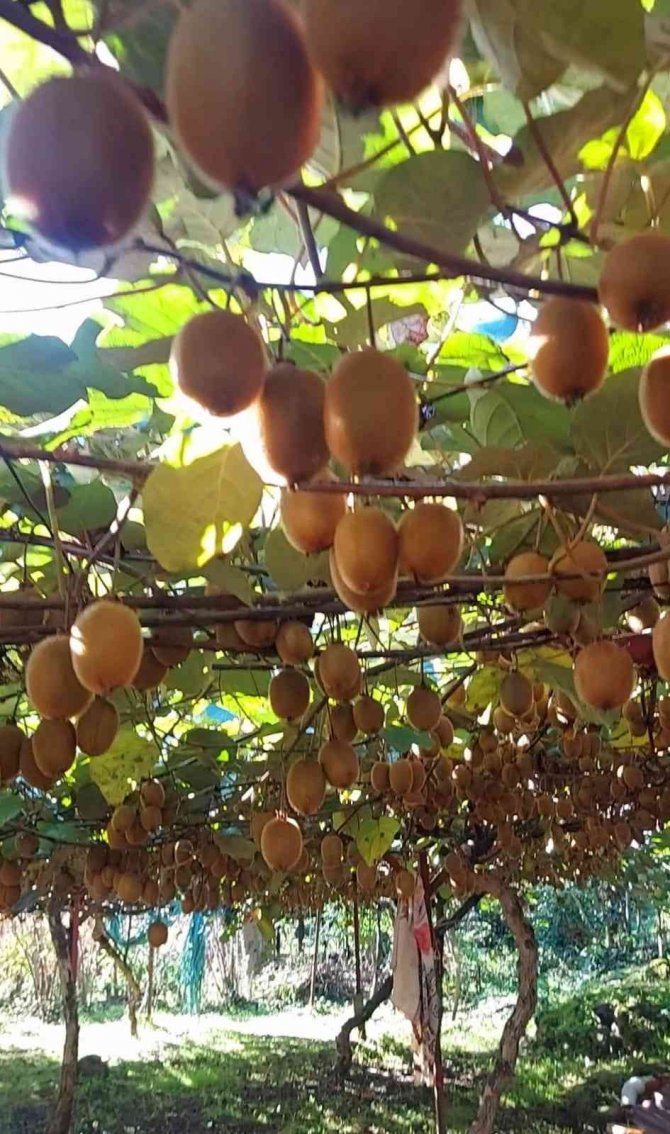 Giresun’da Bu Defa Fındık Değil Kivi Hasadı Hazırlıkları Başladı