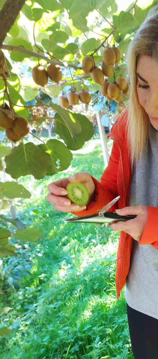 Giresun’da Bu Defa Fındık Değil Kivi Hasadı Hazırlıkları Başladı