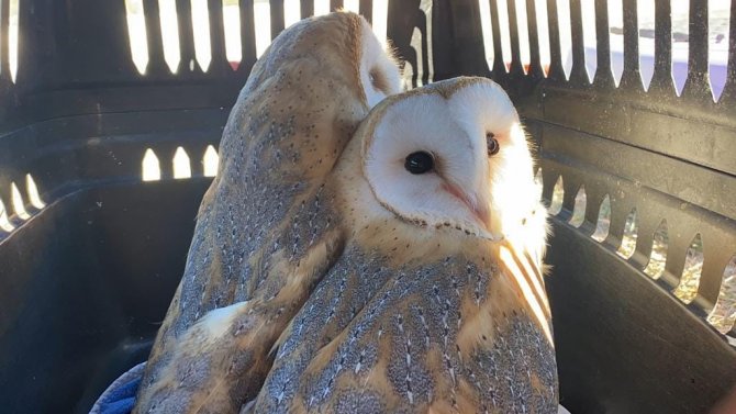 Kütahya’da Sağlık Kontrolleri Yapılan 4 Peçeli Baykuş Doğaya Salındı