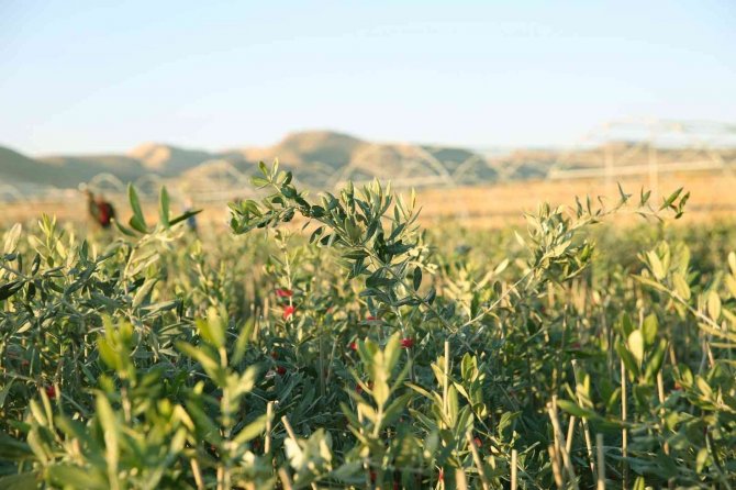 Şehir Ekonomisine 900 Bin Fidanlık Katkı