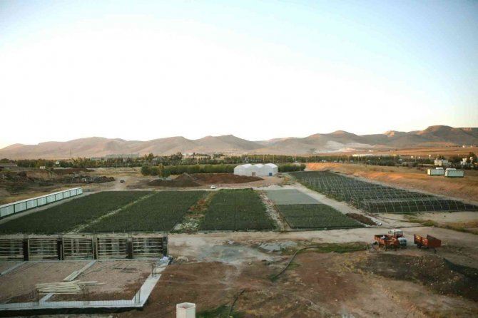 Şehir Ekonomisine 900 Bin Fidanlık Katkı