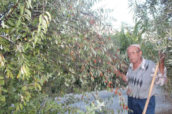 Şifa Kaynağı İğdenin Hem Tüketimi Hem De Ağaç Sayısı Azalıyor