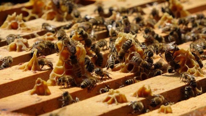 Çiftçi: “Sahte Ballar Arıcılık Sektörünü Tehlikeye Düşürüyor”