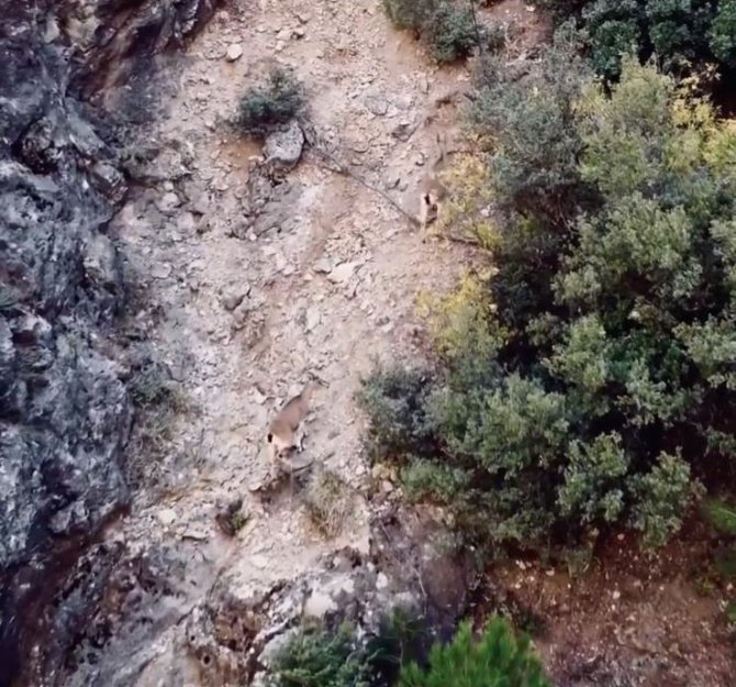 Dağ Keçisi Sürüsü Dron İle Görüntülendi
