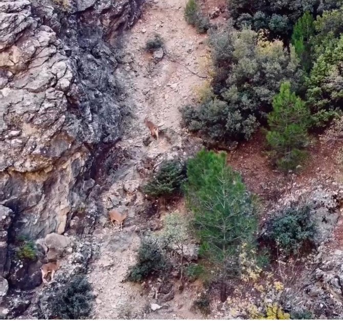 Dağ Keçisi Sürüsü Dron İle Görüntülendi