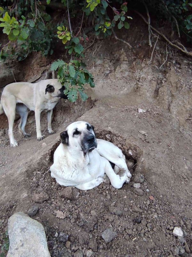 Sular Altında Kalacak Olan İlçedeki Sokak Hayvanları İçin Gönüllüler Harekete Geçti