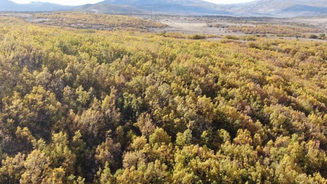 Bingöl’de Sonbahar Güzelliği