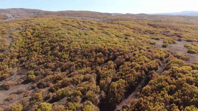 Bingöl’de Sonbahar Güzelliği