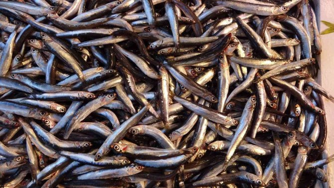 Hamsi İhracatında Geçen Yıla Göre Yarı Yarıya Düşüş