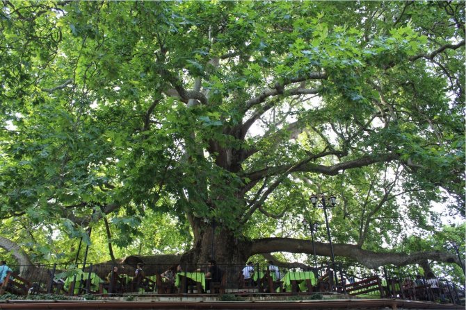 10 Bin Anıt Ağaç Koruma Altında