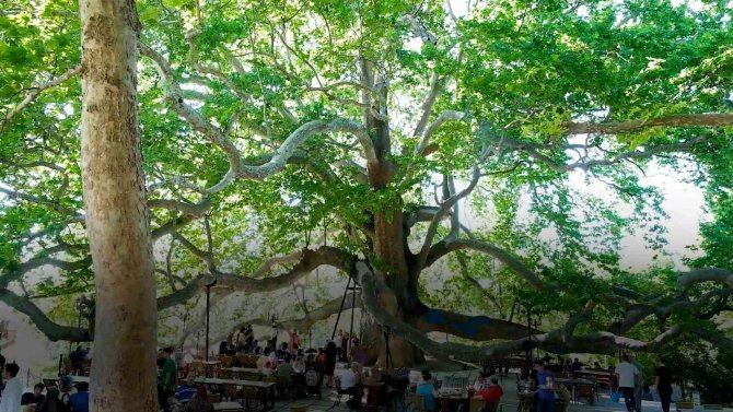 10 Bin Anıt Ağaç Koruma Altında