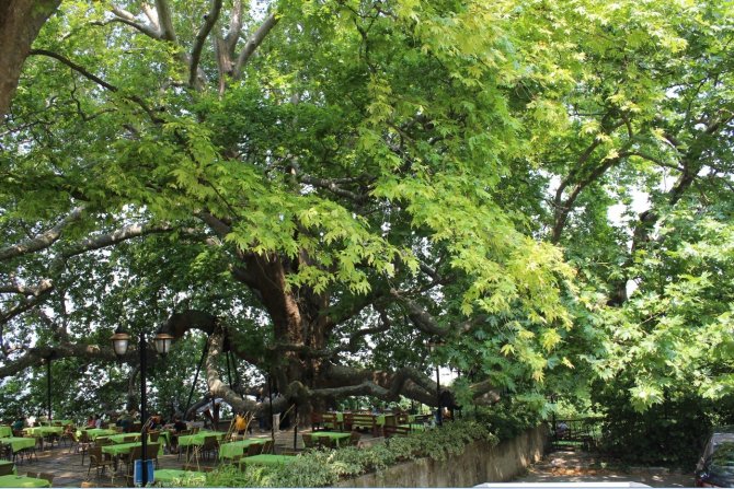 10 Bin Anıt Ağaç Koruma Altında