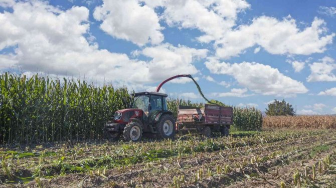 Başkanın Ektiği Tarla Hasat Edildi