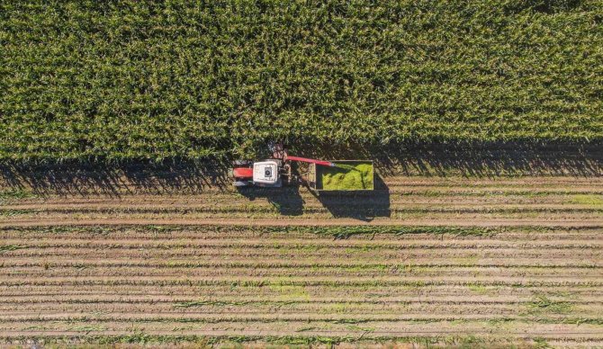 Başkanın Ektiği Tarla Hasat Edildi