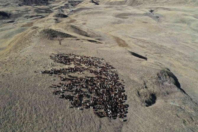 Havadan Görüntülenen Meralar Ve Beslenen Hayvanlar Eşsiz Görüntüler Ortaya Çıkarttı