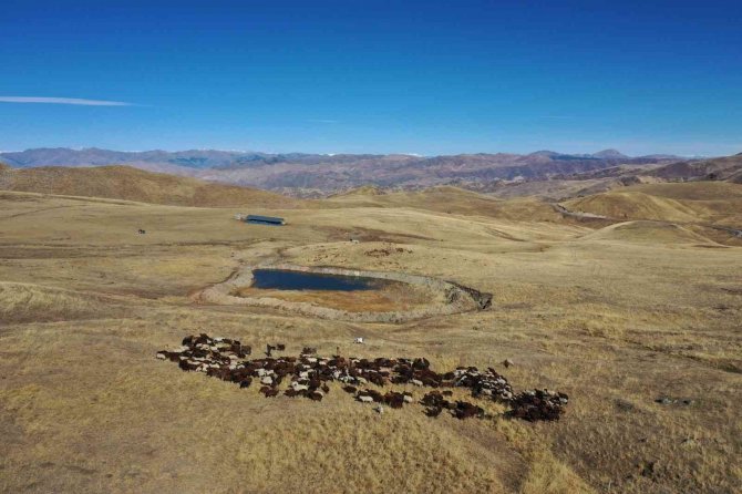 Havadan Görüntülenen Meralar Ve Beslenen Hayvanlar Eşsiz Görüntüler Ortaya Çıkarttı