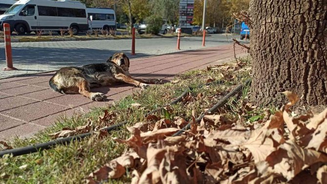 Esogü’den Hayran Bırakan Sonbahar Manzaraları