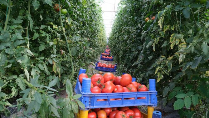 2 Bin 500 Nüfuslu Köyün Yüzde 90’ı Tarımla Uğraşıyor, Hasat Zamanı Çevre Köylerden İşçi Alıyor