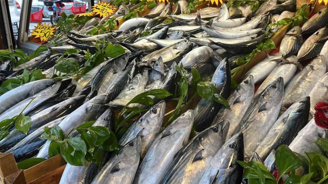 Denizlerde Palamut Bol, Sezon Devam Ediyor