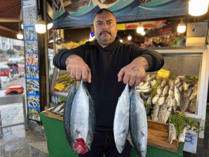 Denizlerde Palamut Bol, Sezon Devam Ediyor