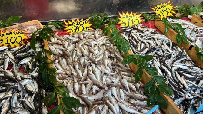 Denizlerde Palamut Bol, Sezon Devam Ediyor