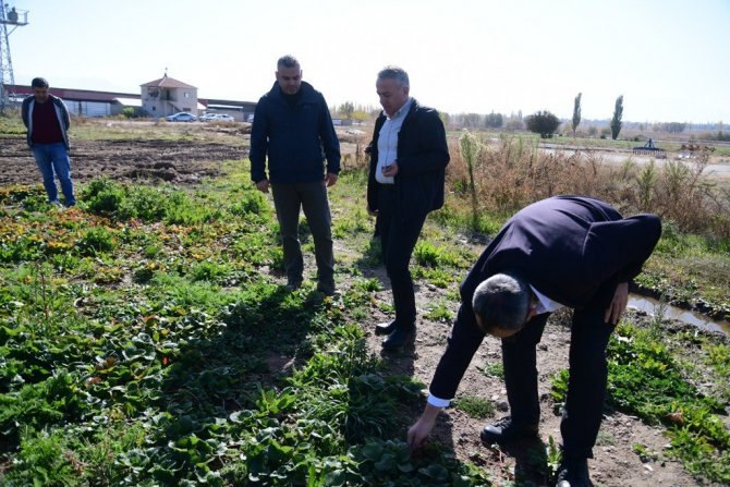 Çilekte Marka Şehir Kayseri